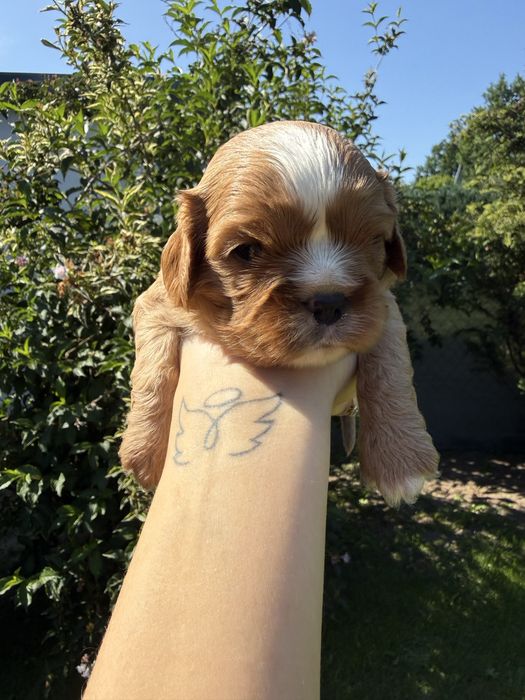 Cavalier king spaniel ruby