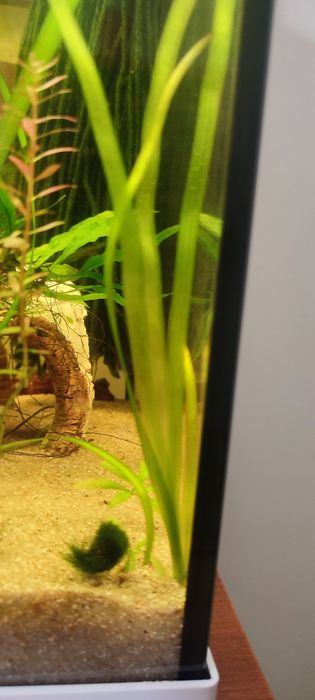 Pack plantas low tech aquário 5€