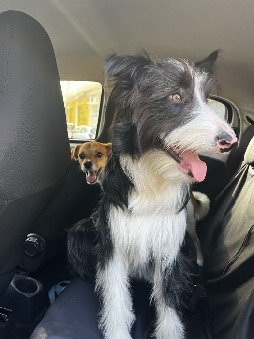 Pet Sitter  & Dog Walker - Almada e Lisboa