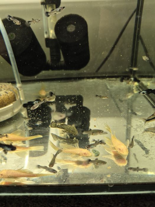 Zbrojniki Złote Weloniaste