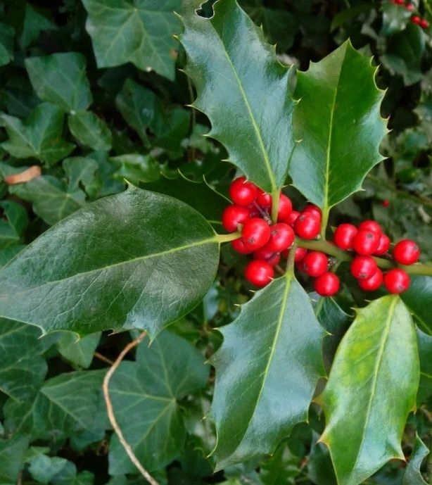 Produtos biológicos: diospiros, maçã, abóbora menina, chuchu,citrinos, cogumelos silvestres...