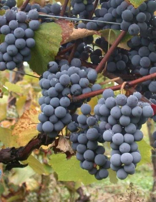 Winogrono bezpestkowe Venus. Sadzonki winorośli.