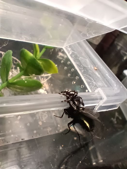 Skakun królewski L3/L4/L5/L6 phidippus regius SOROA + gratisy