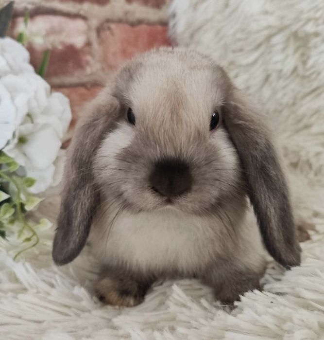 Króliki Mini Lop