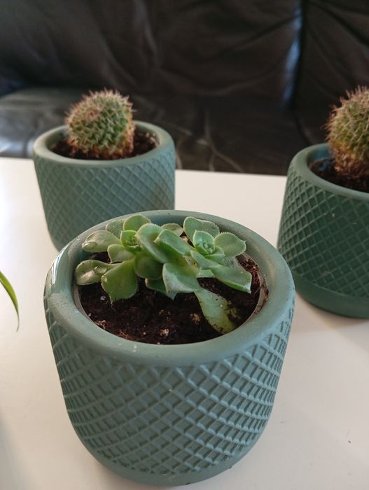 Mini plantas com vaso cerâmica