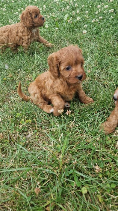 Sunia cavapoo f1