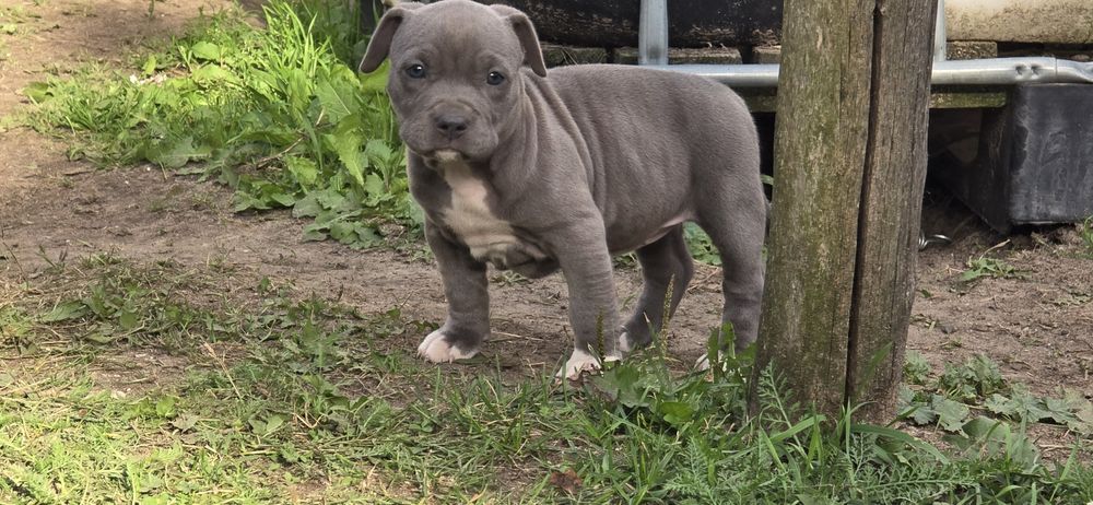 Szczeniak American Stafford Terrier