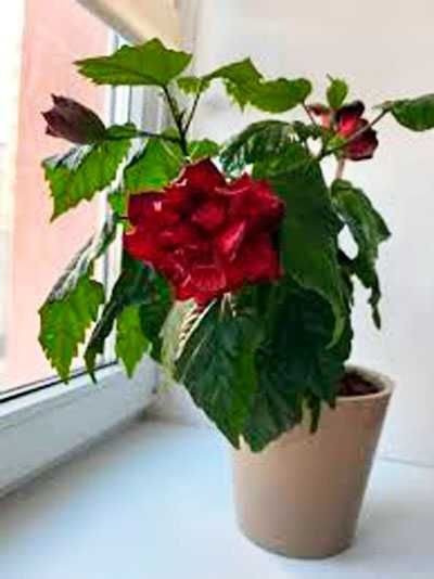 Гибискус или китайская роза