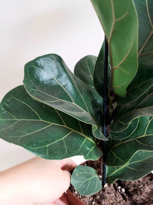 Planta Ficus lyrata Bambino