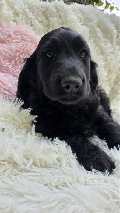 Cocker spaniel angielski chlopiec piesek o cudownym charakterze