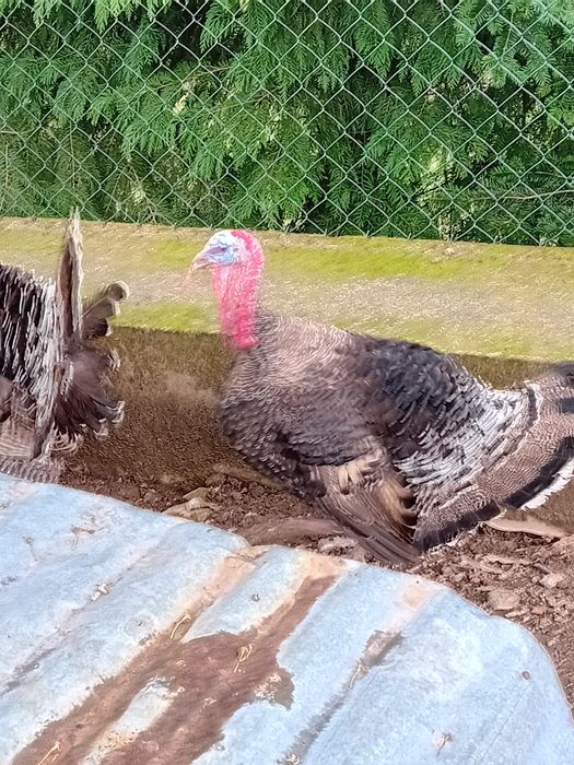 Perus grandes pesados