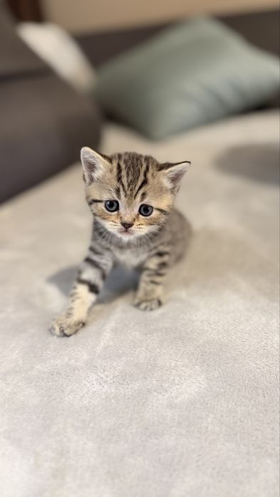 Шотландські кошенята
