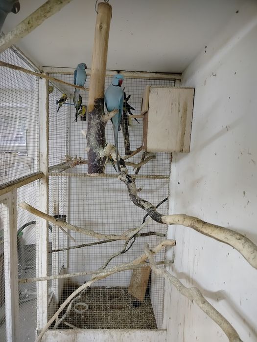 Aleksandretty obrożne para 2023