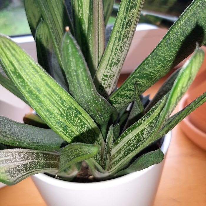 Aloes, haworthia, Gasteria różne
