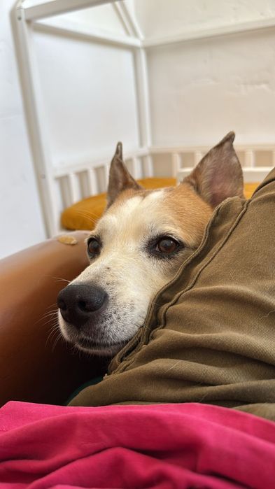 Przepiękny wrażliwy pies do adopcji