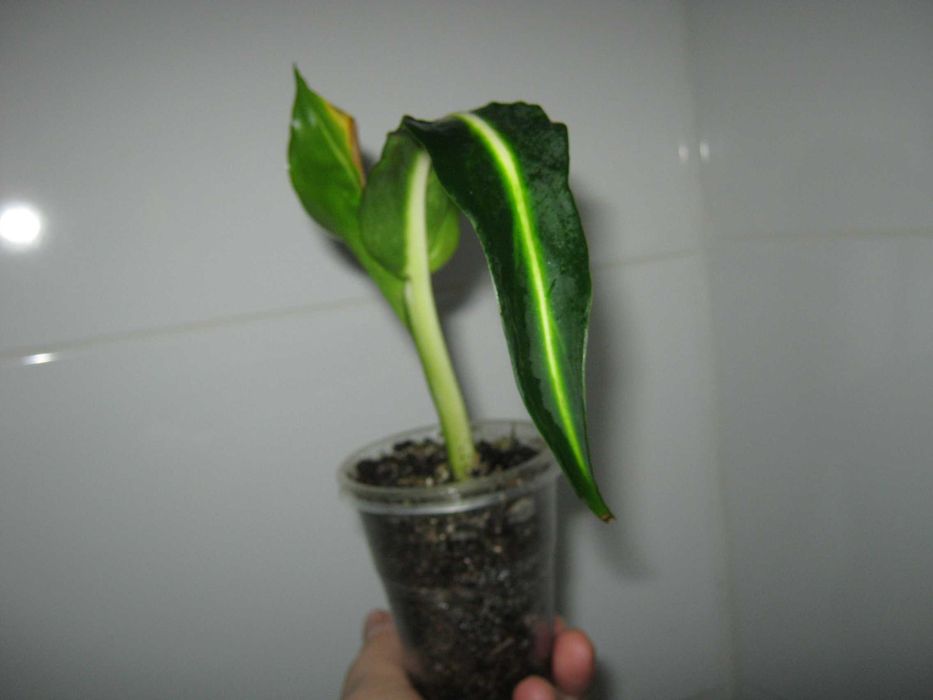 РАСПРОДАЖА все по150грн кротон филодендрон диффенбахия монстера