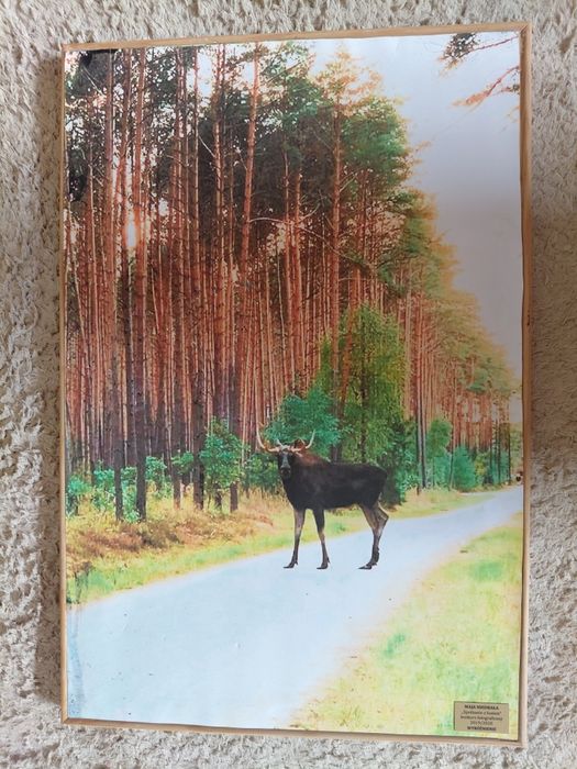 Obraz dekoracyjny drewniany 40x57cm na ścianę łoś przyroda
