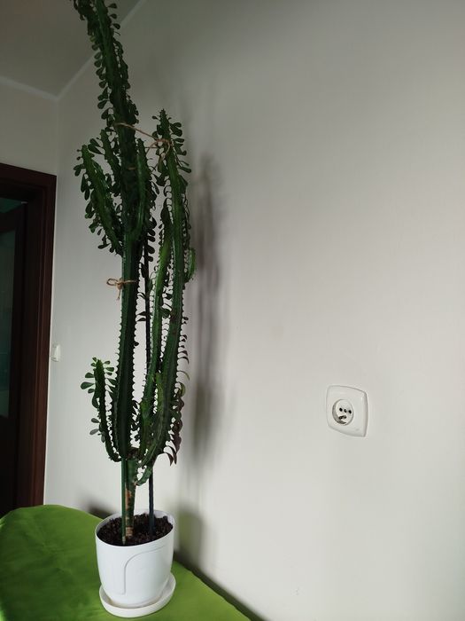 Wilczomlecz 150 cm.