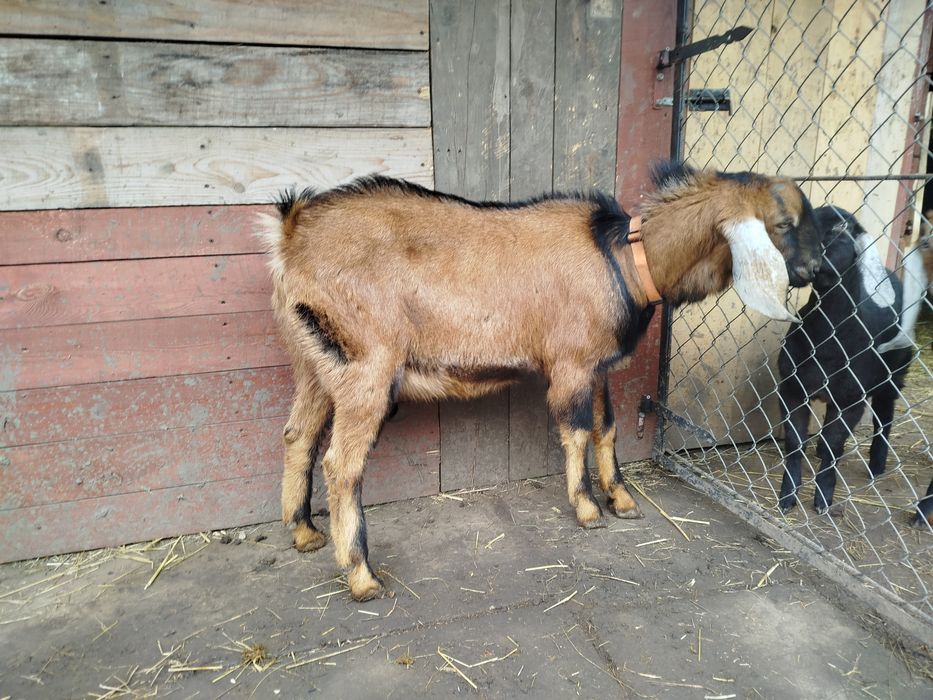 Kozioł anglonubijski