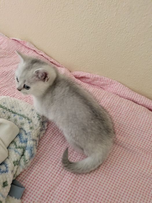 Scottish Straight fêmea