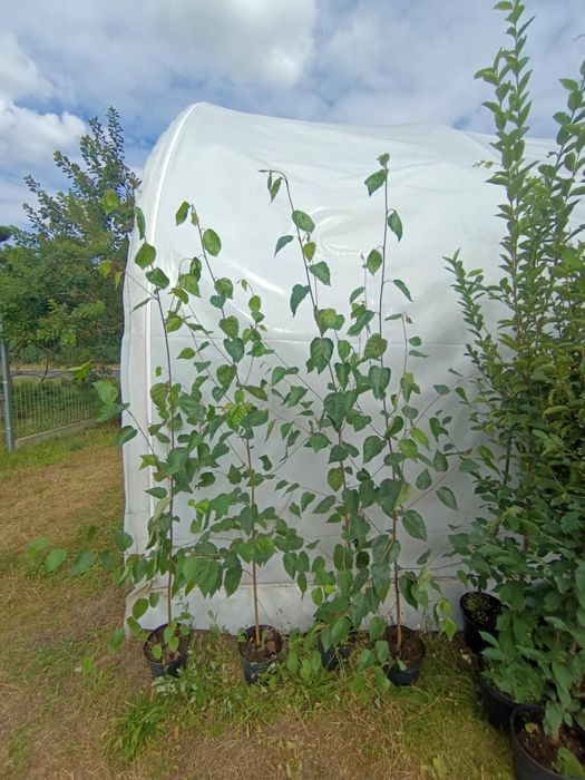 Brzoza  DOORENBOS 130-250 cm pożyteczna Biały pień
