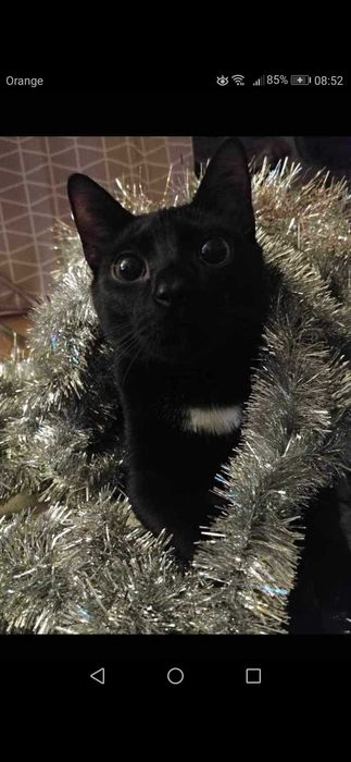 Koty do adopcji razem lub osobno