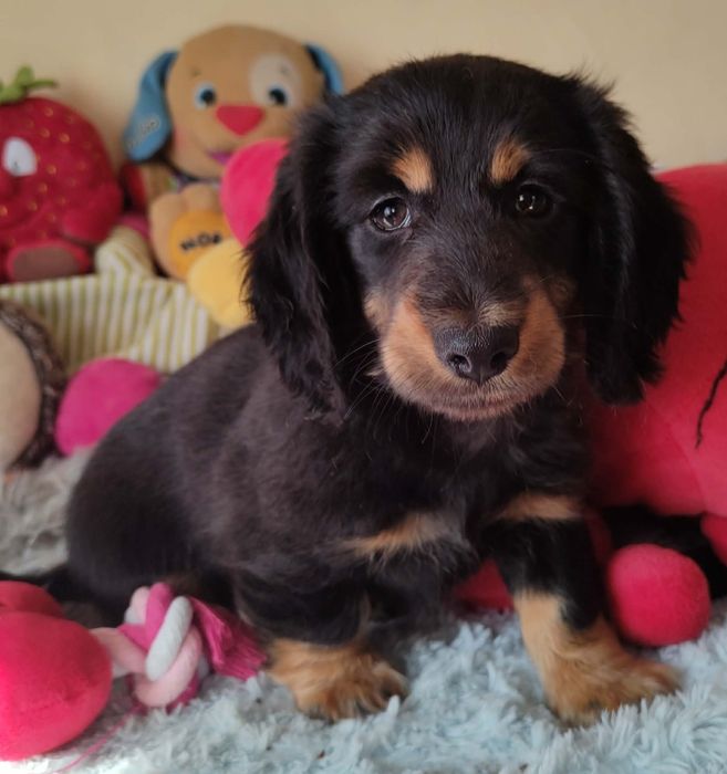 Jamnik Miniaturowy Długowłosy Piesek Drużykowa • OLX.pl