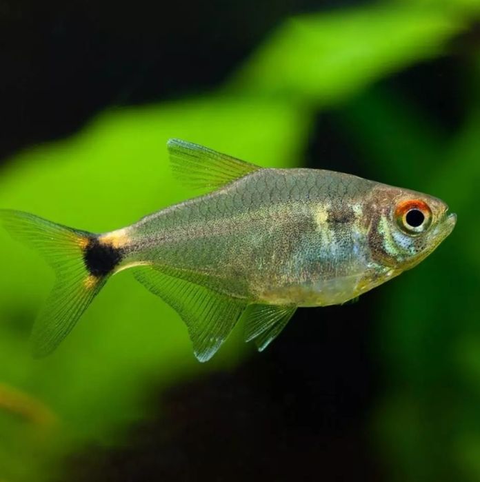 zwinniki  latarniki (Hemigrammus)