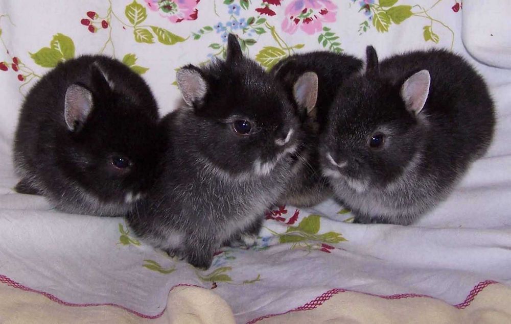 KIT Coelhos anões holandês mini e teddy lindíssimos e muito dóceis