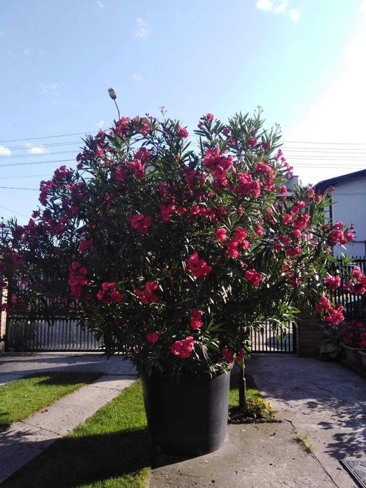 OLEANDER różowo-czerwony 2 szt.