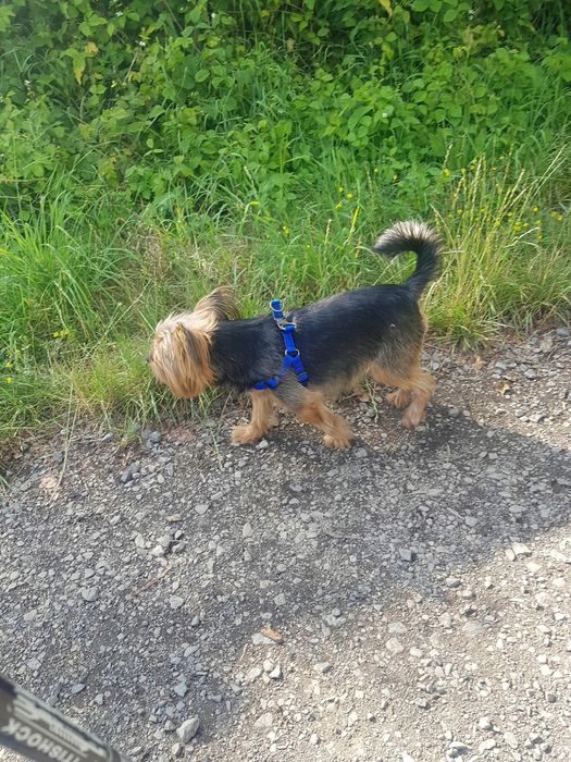 szelki dla małego psa m/l york maltańczyk shih tzu