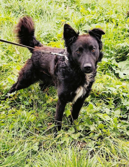 Oddam Pieska Samiec Za darmo