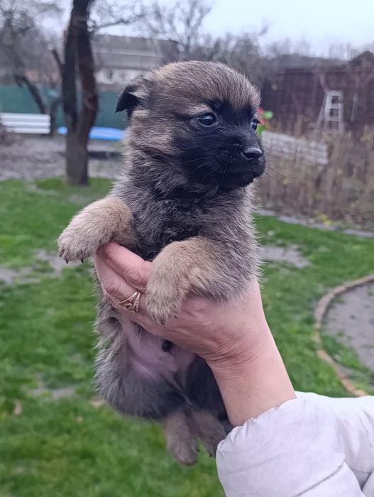 Цуценята метис в хороші руки