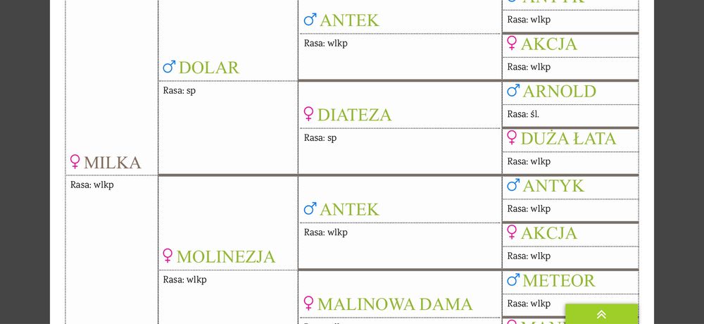 Klacz srokata źrebna 100% homozygota