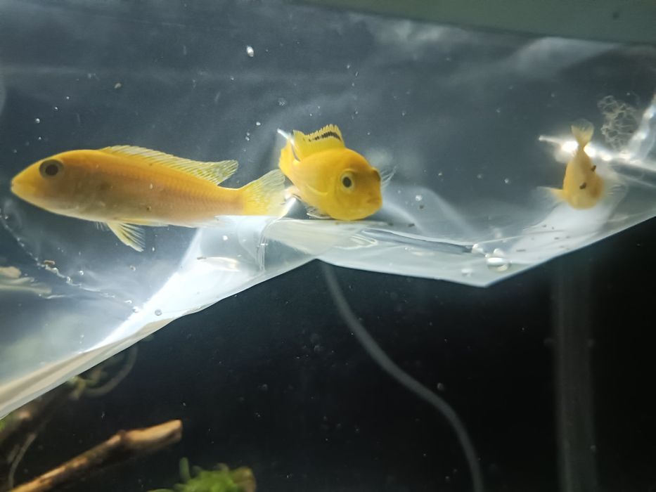 Ciclídeos Africano Labidochromis caeruleus