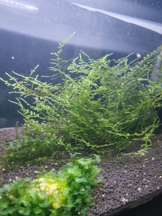 Plantas para aquários