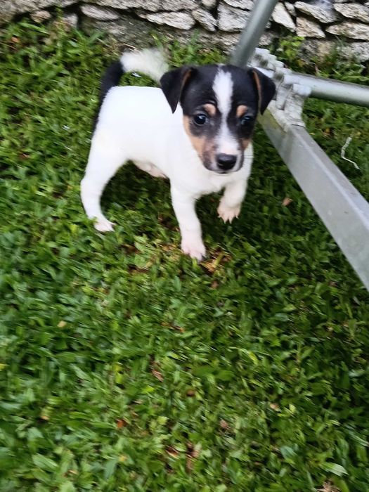 Jack Russel fêmea