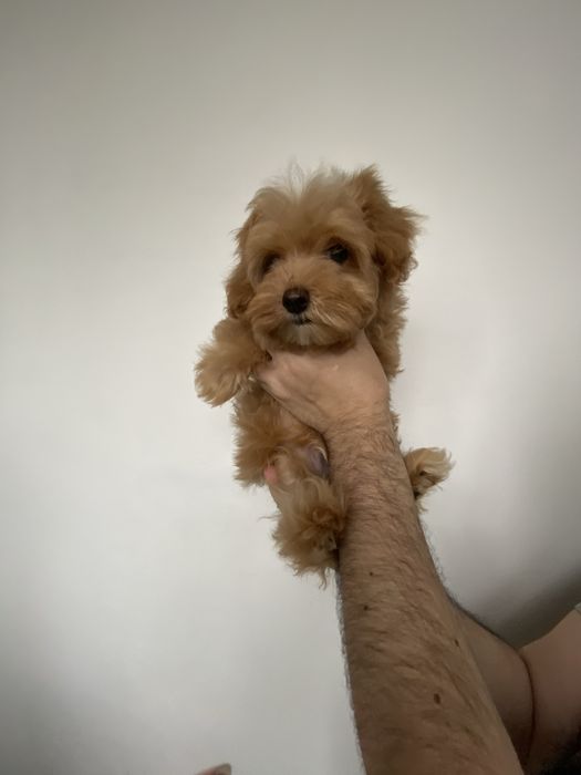 Мальтіпу ф1 від батьків Корея і Китай