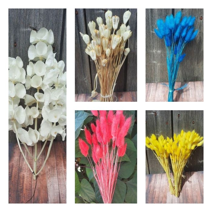 Гіпсофіла та сухоцвіти