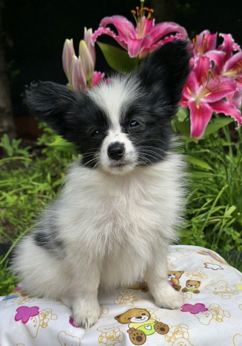 PAPILLON - spaniel kontynentalny miniaturowy- ZKwP/FCI