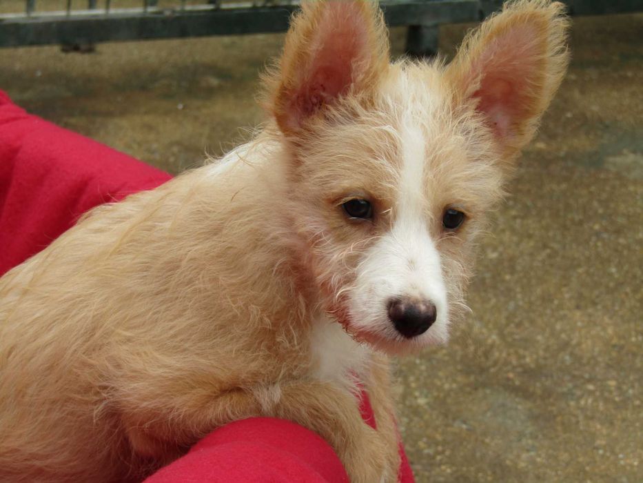 Podengo Português Médio Cerdoso LOP/Pedigree/Afixo.