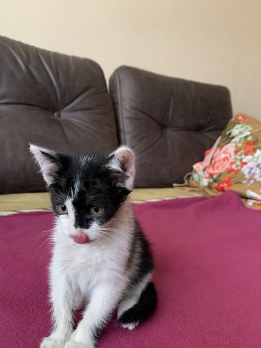Котик фелікс шукає домівку