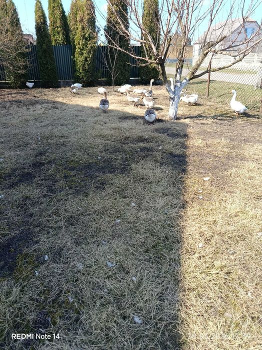 Продам гусей два віда