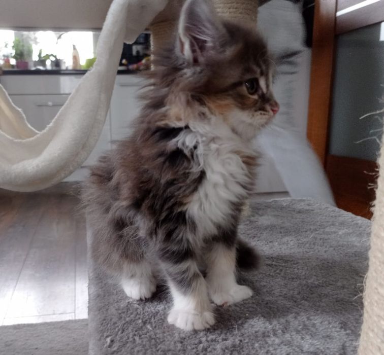 Śliczna kotka Maine Coon