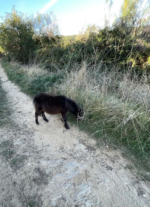 Vendo mini pônei macho