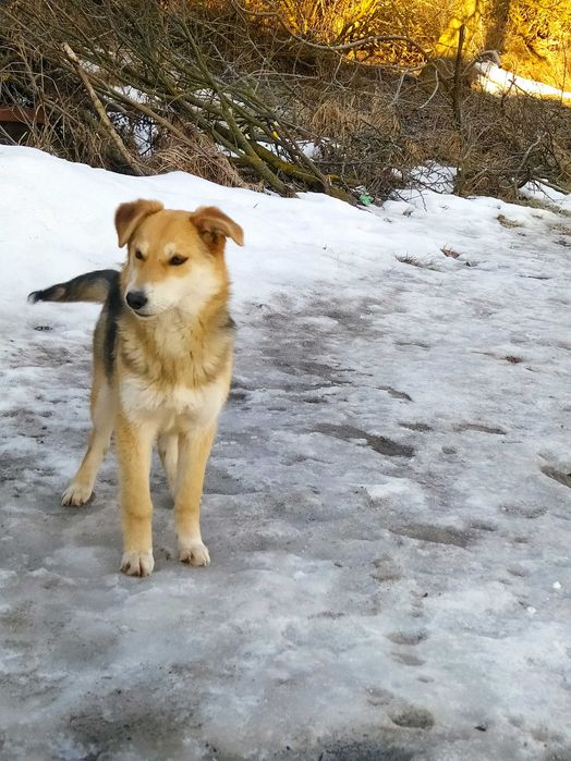 Мила дівчинка для щастя