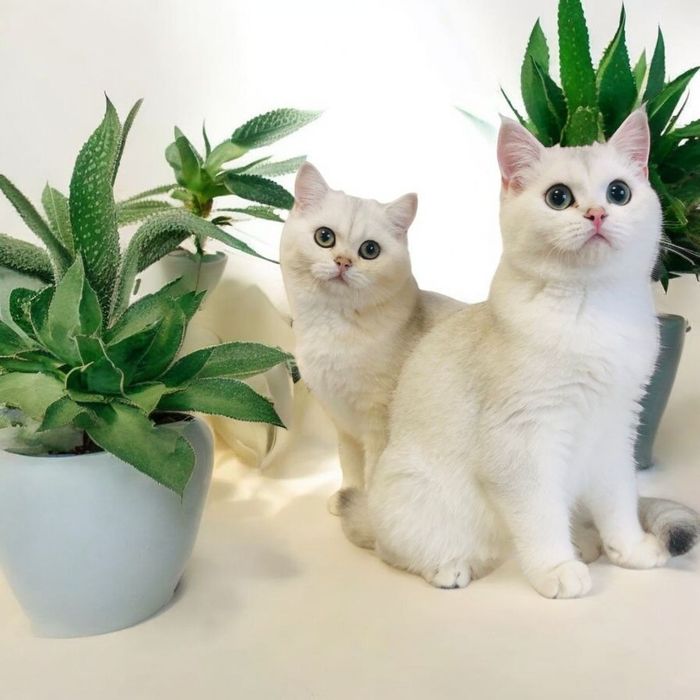 Шиншили дівчинки сріблясті