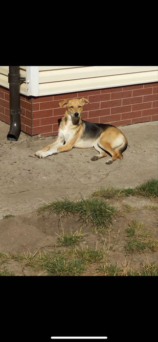 Собака в добрі руки