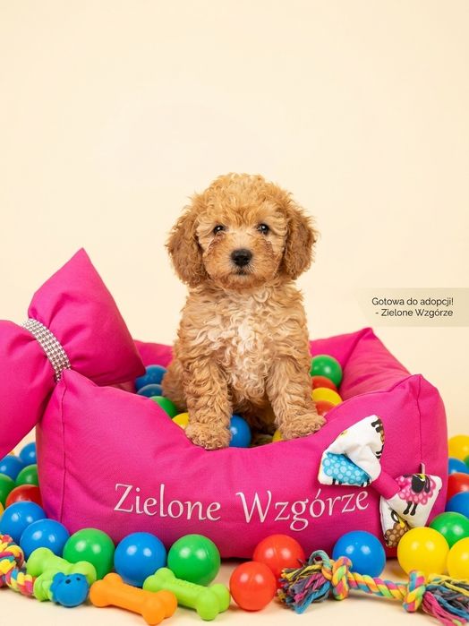 Maltipoo suczka super socjalizowana.