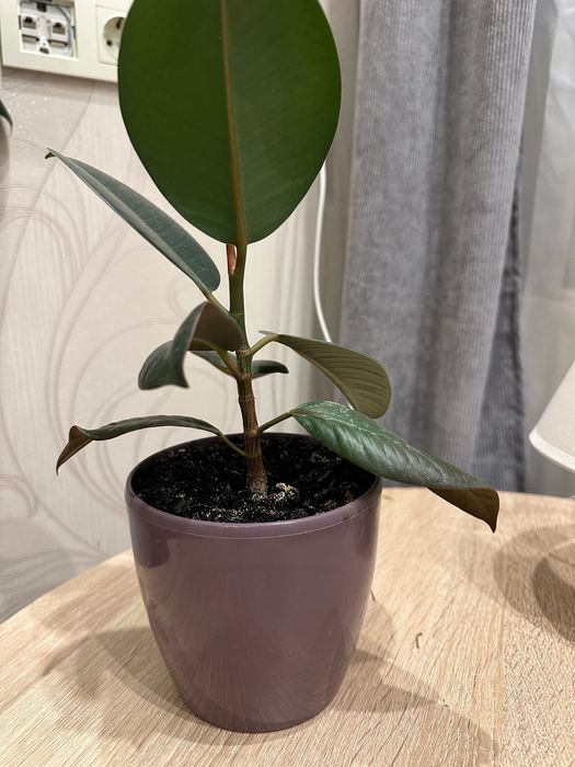 Продам Фікус в горщику